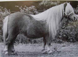 Asterisk_Duke_Stable.jpg (63678 bytes)