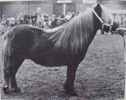 Ellbrook_Maggie_May.jpg (76247 bytes)